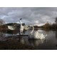 Grand Pair of Swans Metal Garden Statues