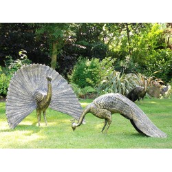 Majestic Peacocks (Set of 2)