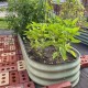 11'' Tall 8x2 Metal Raised Garden Beds (9 in 1)