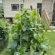 Wall Trellis (Zn-Al-Mg stainless steel) For 8 ft.L / 6.5 ft.L