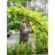 "EcoGrow Self-Watering Elevated Garden Bed with Clever Arch"
