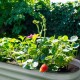 17" Tall 5'x2' Metal Raised Garden Beds (4 in 1)