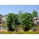 Vegeta Corrugated Metal Raised Garden Bed