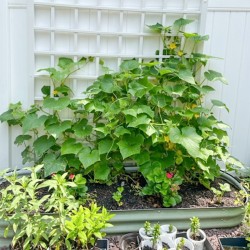 8'' Tall 8'x2' Metal Raised Garden Beds (9 in 1)